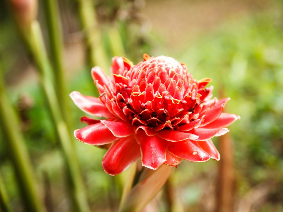 tropical plants called torch ginger growing outdoors. A bloom in closeup is bright red and bursting open, blurred background of greenery