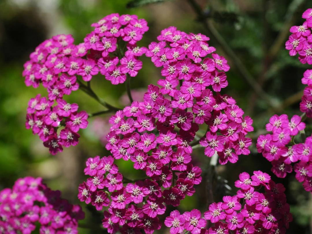 clusters of violet colored yarrow flowers in garden with faded outdoor background