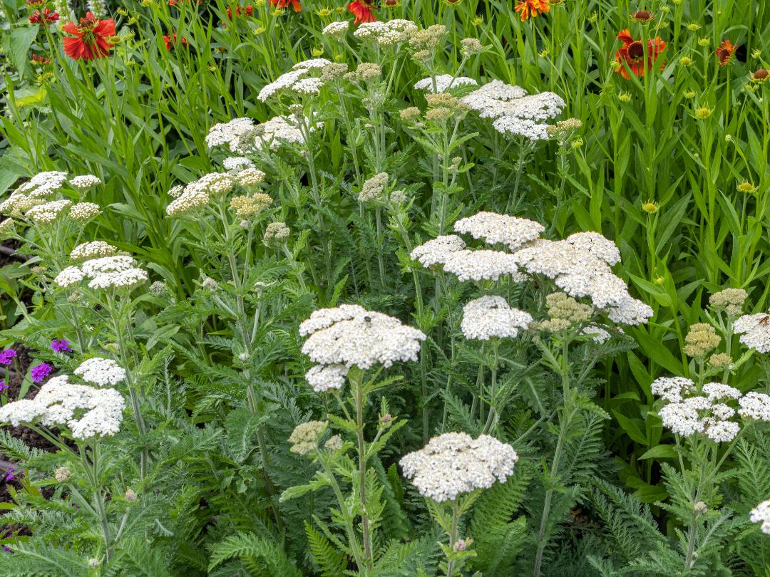 white yarrow plants in foreground growing outdoors with a purple yarrow and red yarrow in partial view