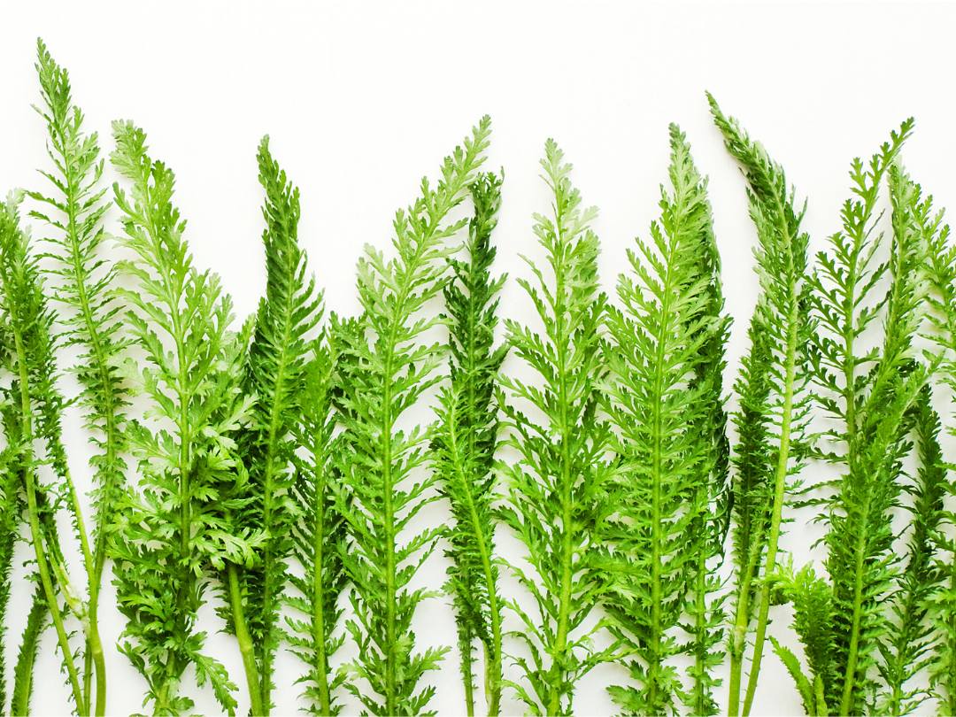 green yarrow leaves upright against white background