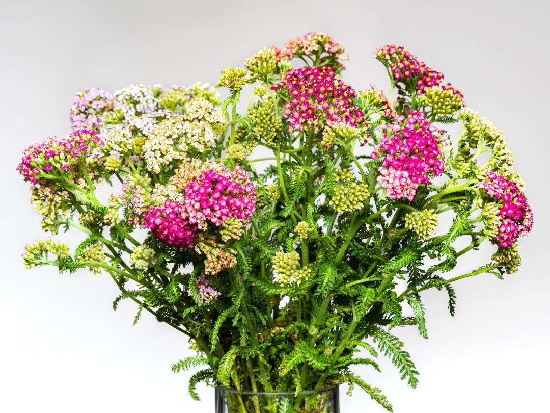 bouquet of yarrow in white, pink, and yellow hues with lush green stems and leaves 