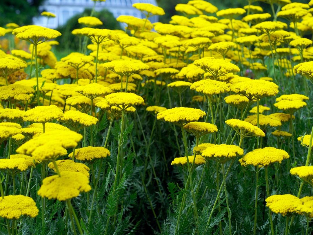 close up on field of bright yellow yarrow 
