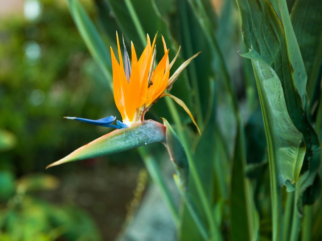 close up of bird of paradise in bloom outdoors with bright orange flower and green stalks 