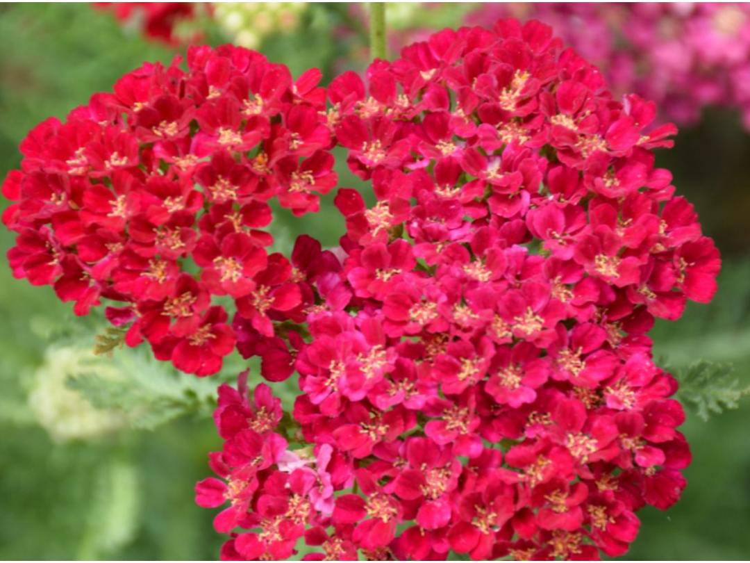 clusters of red yarrow flowers growing outdoors