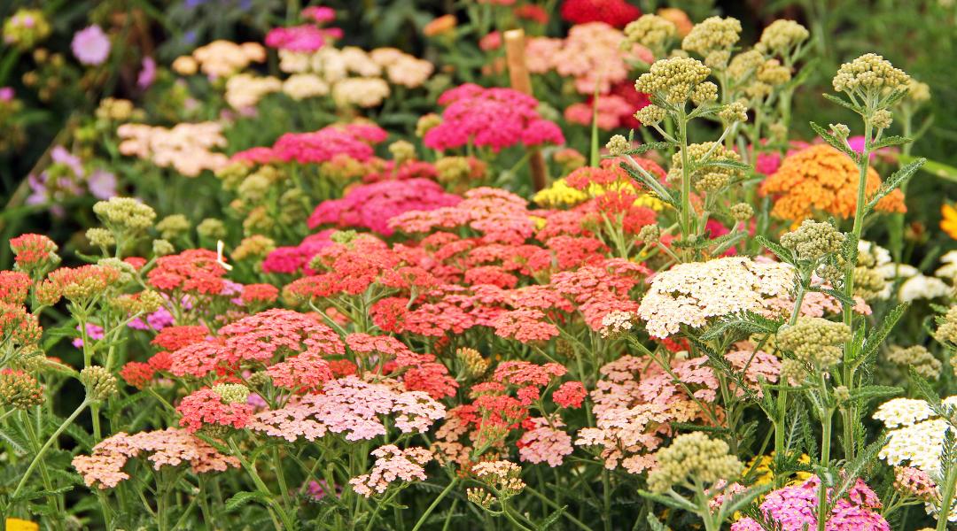 Yarrow flowers in a garden in variety of colors