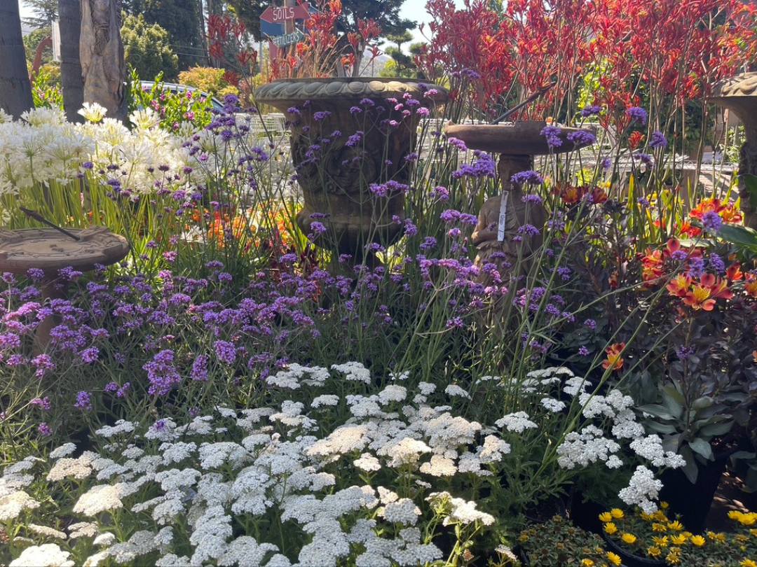 vibrant garden with with white yarrow in the foreground and yarrow in many colors behind