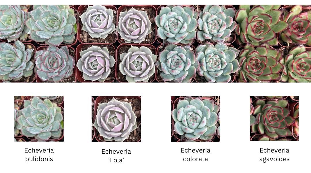 top photo of four types of echeveria and individual photos including echeveria pulidonis, echeveria 'Lola', echeveria colorata and echeveria agavoides