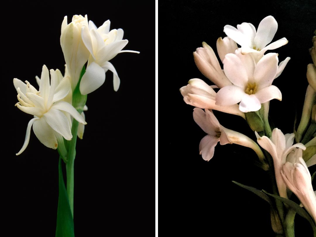 side by side photos: a white tuberose on the left and pink tuberose on the right
