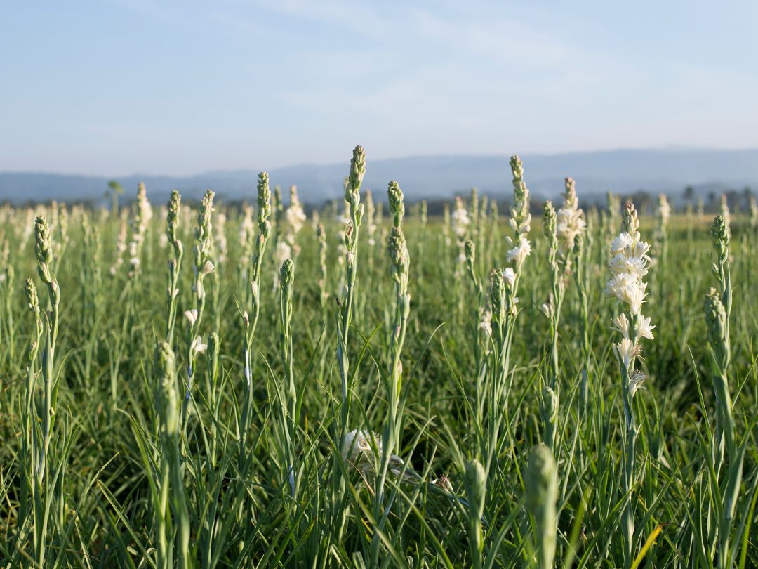 a field of tuberoses