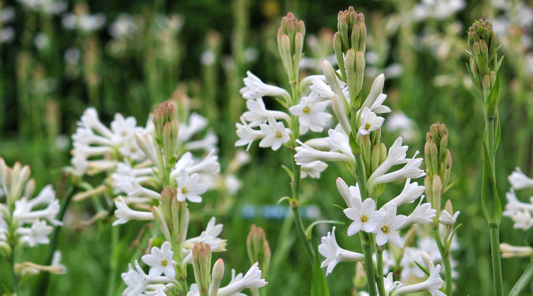 close up of white tuberose flowers with green stems growing outdoors