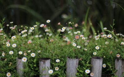 All About Santa Barbara Daisy