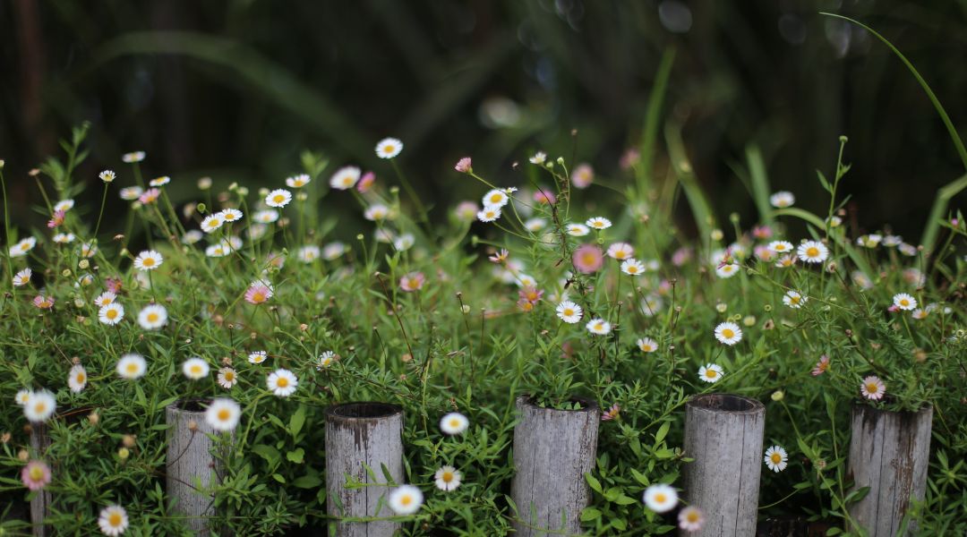 All About Santa Barbara Daisy