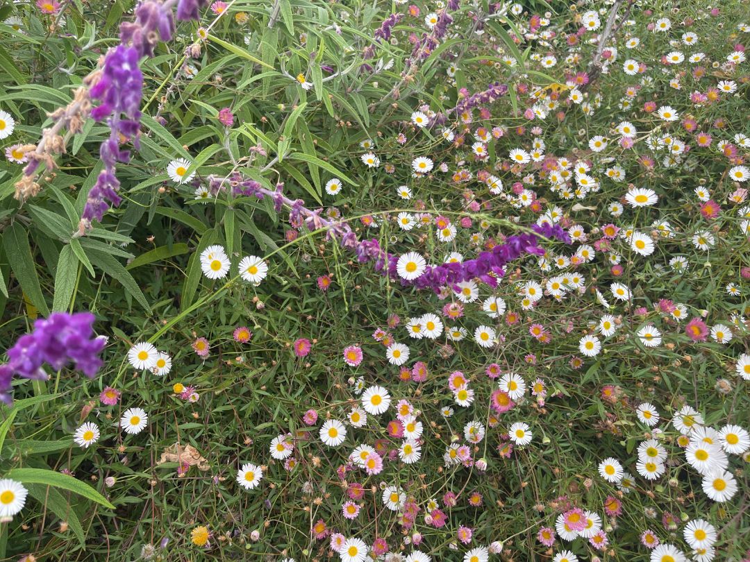 Santa Barbara Daisy with pink and white flowers, growing under the fuzzy, purple blooms of Mexican Sage.