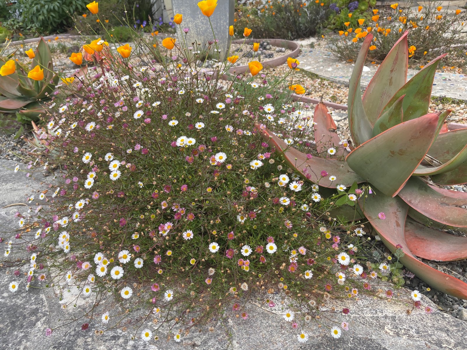 Drought-tolerant garden of California Poppies, agave, and Santa Barbara Daisy that's bursting with blooms.