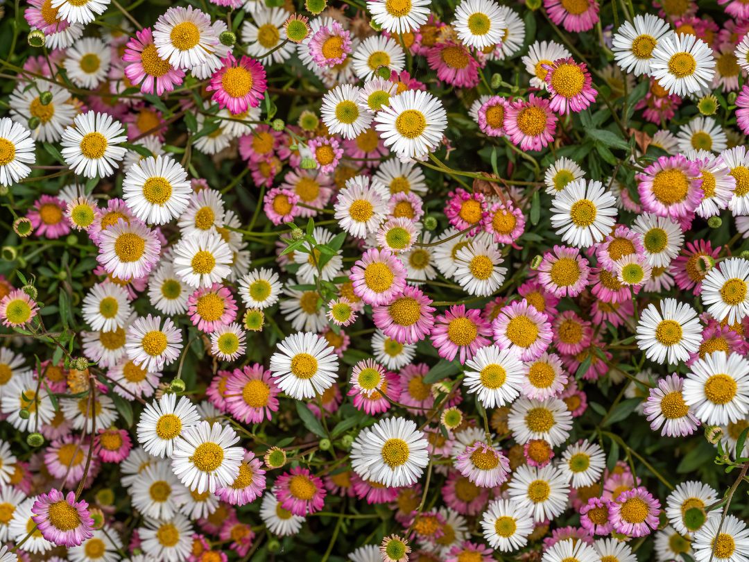 A view from above of pink and white Santa Barbara Daisy flowers in bloom.