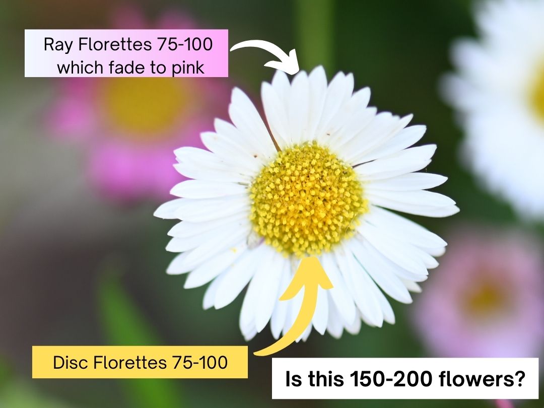 Close up of a white daisy with yellow center and captions: Ray Florettes 75-100 which fade to pink; Disc Florettes 75-100; and Text overlay, 