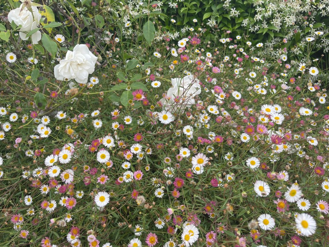 A few white roses growing among a ground cover of Santa Barbara Daisies.