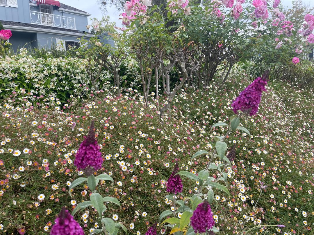 A field of wild-looking Santa Barbara Daisy growing in front of pink roses, violet-purple Butterfly Bush, and some star jasmine. A two-storey blue house is in the background.